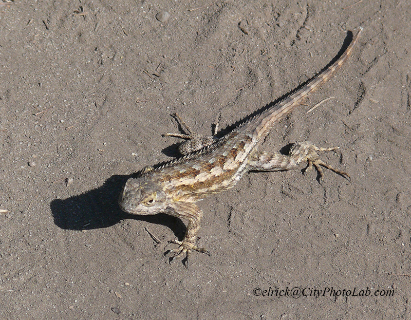 South California Lizard CityPhotoLab