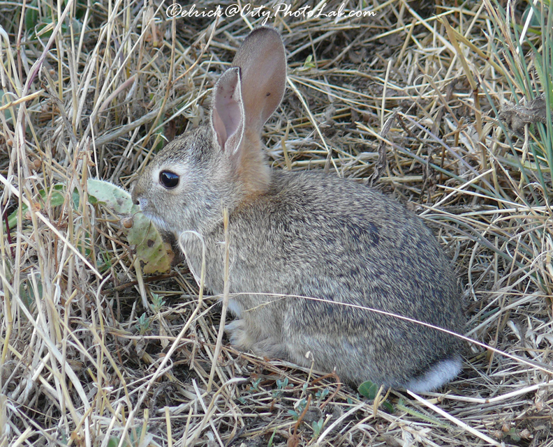 South California Bunny CityPhotoLab