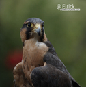 2019FalconlRenFaire1.jpg