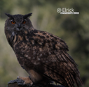 2019OwlRenFaire2.jpg