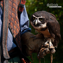 2021OwlRenFaire1.jpg