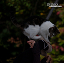 Filename=2025CatRenFair11.jpg
Filesize=483KiB
Dimensions=1000x974
Date added=Dec 13, 2025 2025CatRenFair11.jpg