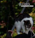 Filename=2025CatRenFair15.jpg
Filesize=558KiB
Dimensions=930x1000
Date added=Jan 17, 2026 2025CatRenFair15.jpg