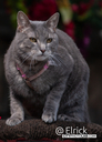 Filename=2025CatRenFair9.jpg
Filesize=964KiB
Dimensions=1000x1389
Date added=Nov 29, 2025 2025CatRenFair9.jpg