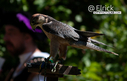 2025FalconRenFaire1.jpg