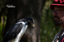 2025HawkRenFaire1.jpg