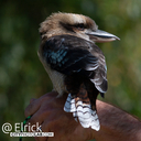 2025KookaburraRenFaire2.jpg