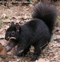 BlackSquirrel1.jpg