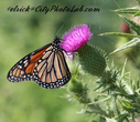 Butterfly1C.jpg