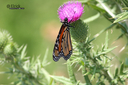 Butterfly2C.jpg
