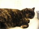 CatChampionship130~0.JPG