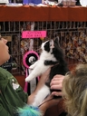 CatChampionship151.JPG