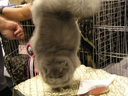 CatChampionship152.JPG