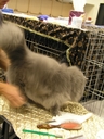CatChampionship153.JPG