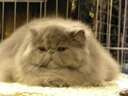 CatChampionship154.JPG