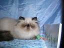 CatChampionship155.JPG
