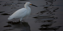 Heron2019SantaBarbara1.jpg