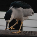 Heron2019SantaBarbara2.jpg