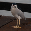 Heron2019SantaBarbara5.jpg