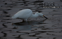 Heron2019SantaBarbara6.jpg