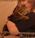 MaineCoonKittenRCS1~0.jpg