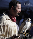 MedievalFestiva2019Falcon1.jpg