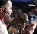 MedievalFestiva2019Hawk1.jpg