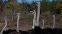Filename=Ostrich2019California2.jpg
Filesize=1150KiB
Dimensions=1810x1000
Date added=Jan 08, 2020 Ostrich2019California2.jpg