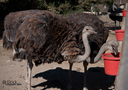 Ostrich2019California3.jpg