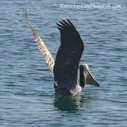 Pelican1.jpg