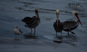 Filename=Pelican2019SantaBarbara5.jpg
Filesize=984KiB
Dimensions=1681x1000
Date added=Jan 19, 2020 Pelican2019SantaBarbara5.jpg