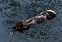 Filename=SeaOtter2019SouthCalifornia1.jpg
Filesize=1385KiB
Dimensions=1473x1000
Date added=Dec 02, 2019 SeaOtter2019SouthCalifornia1.jpg