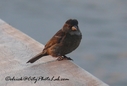Sparrow1.jpg