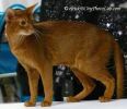 AbyssinianCatOcto.jpg