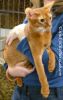 AbyssinianCatOcto1.jpg