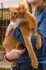 AbyssinianCatOcto2.jpg
