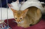 AbyssinianKitten1Oct.jpg