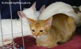 AbyssinianKitten2Oct.jpg