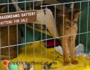 AbyssinianKittenOct.jpg