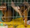 AbyssinianKittensOct.jpg