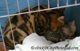 AmericanShorthairKittenCat.jpg