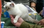 BirmanKitten1Octo.jpg