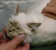 BirmanKitten2Octo.jpg