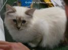 BirmanKitten3Octo.jpg