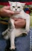 BurmeseKitten1Oct.jpg