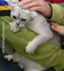 BurmeseKitten2Oct.jpg