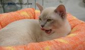 BurmeseKittenOcto.jpg