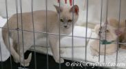 BurmeseKittens10Oct.jpg