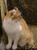 CatChampionship2028.JPG