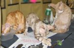 DevonRexKittensA1Oct.jpg
